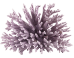 corail